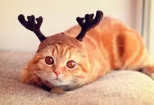 cats animals antlers caps Art HD Wallpaper